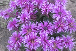 Monarda 'Leading Lady Orchid' 